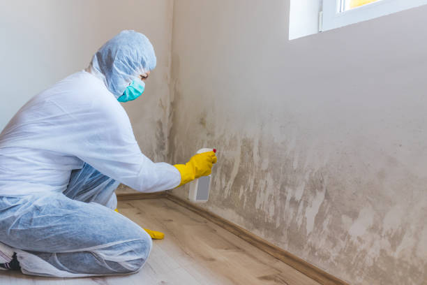 Licensed Mold Remediation service in Hewlett, NY - WQB Mold Removal